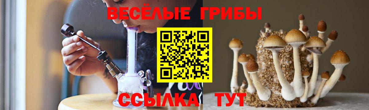 Кизилюрт  Галлюциногенные грибы Psilocybine cubensis  Вход с VPN 
